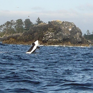 Canada 2009 668 a. jpg_765x578