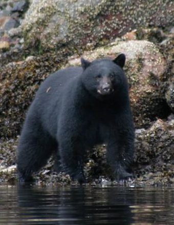 Bear wandering down river bank